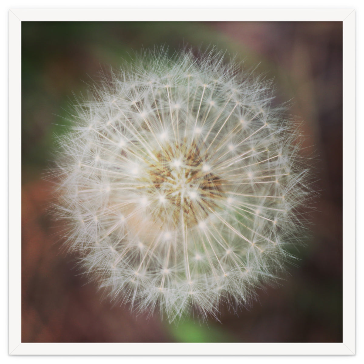 dandelion clock