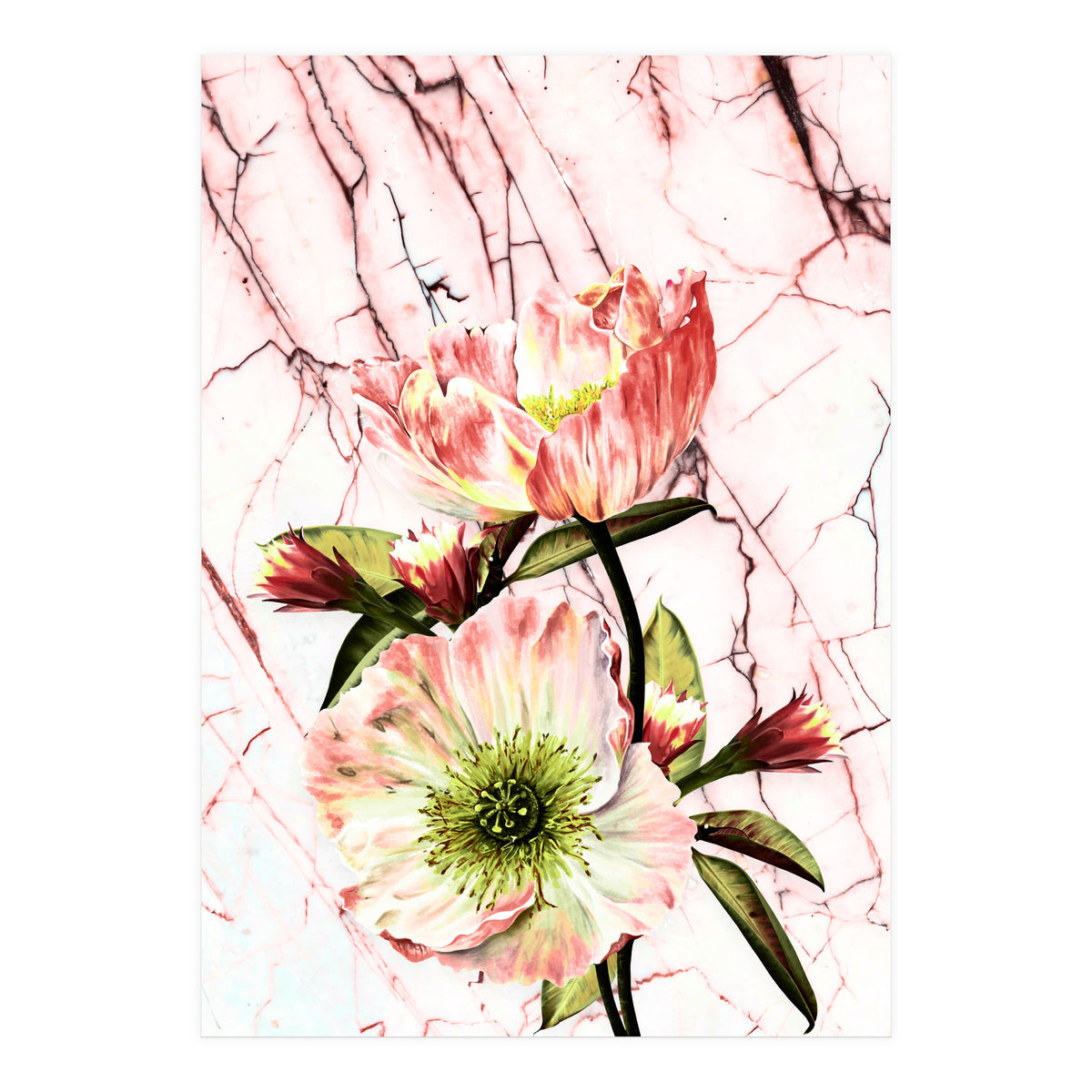 Flowering on pink marble (Print Only)