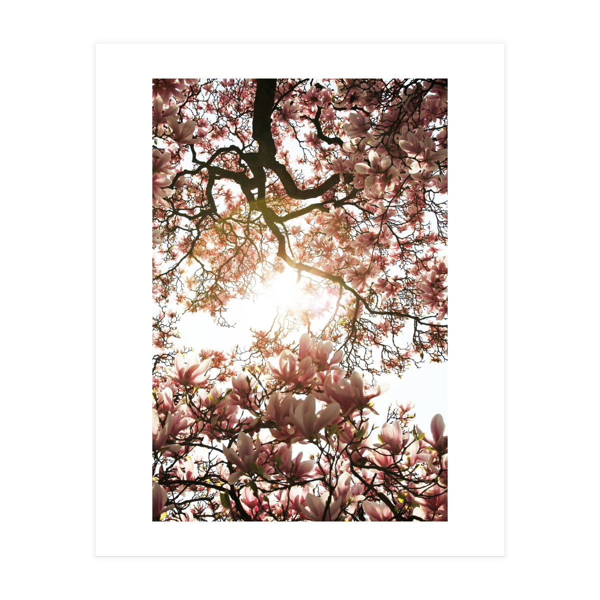 Magnolia tree (Print Only)