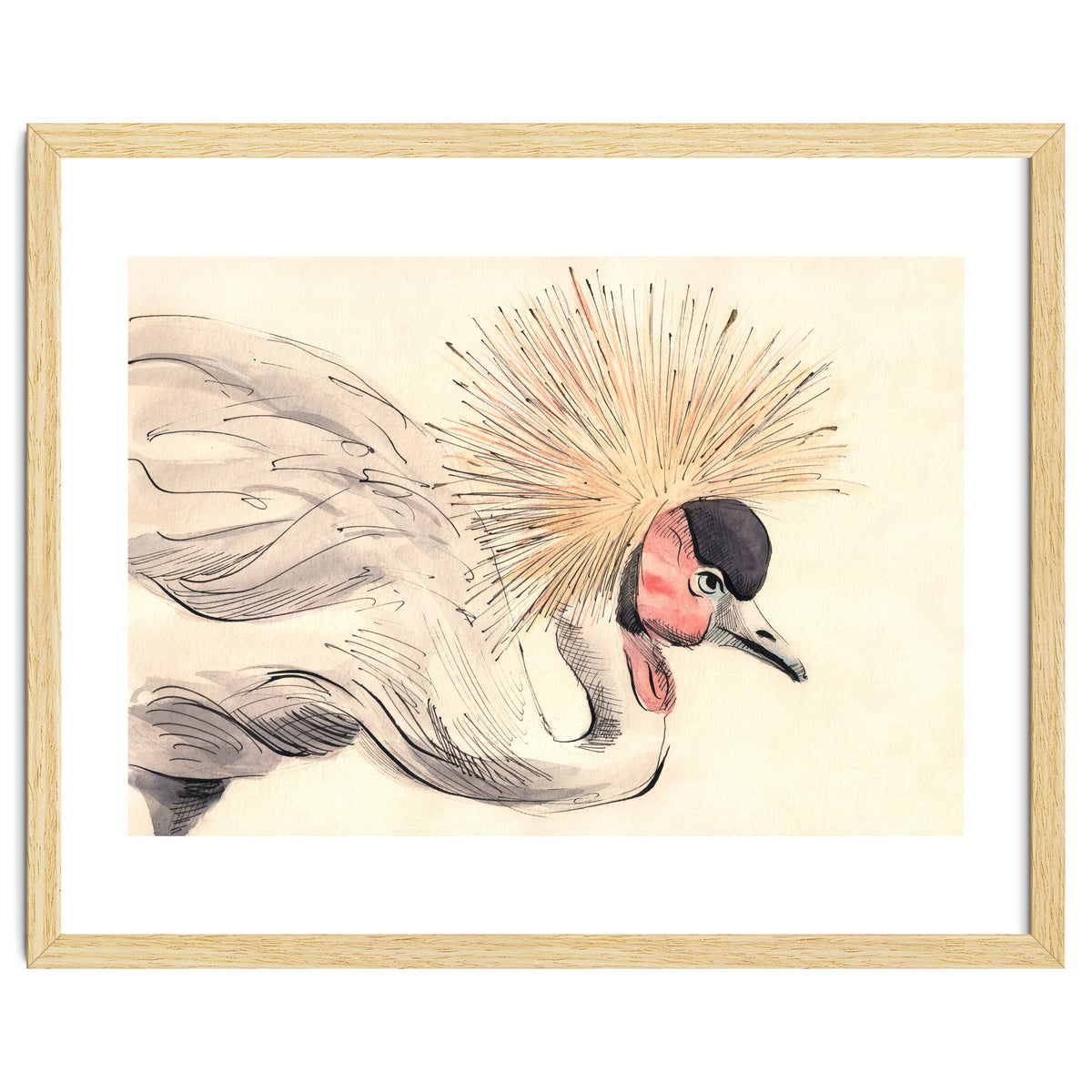 Crowned Crane