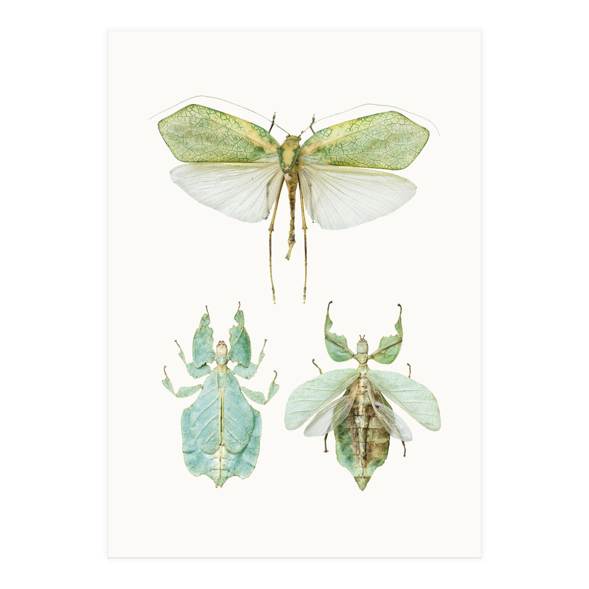 Cc Insects 07 (Print Only)