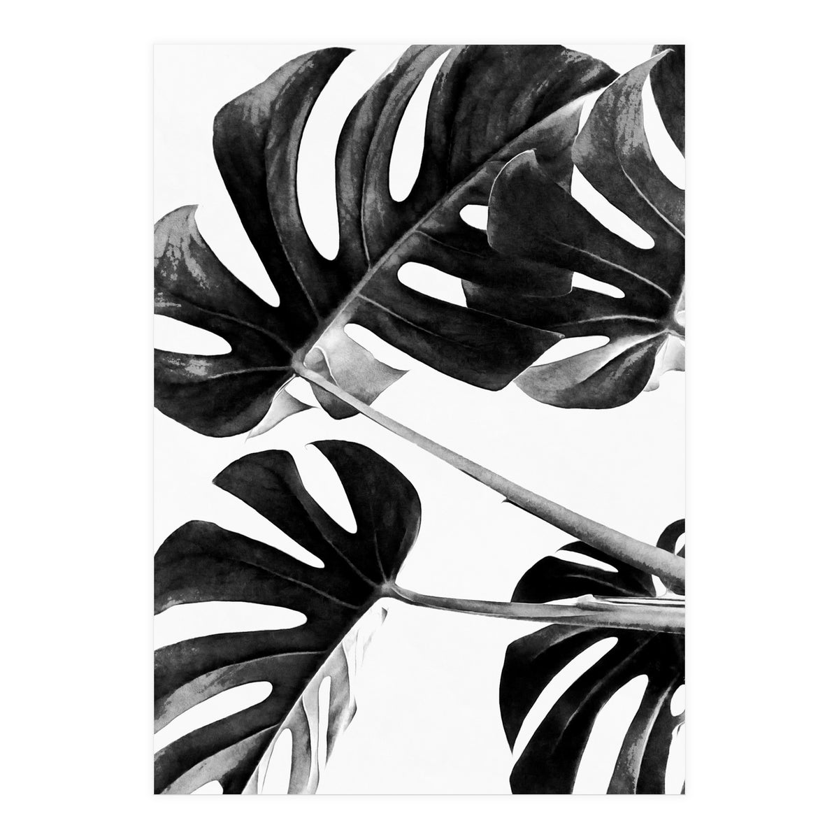 Monstera Black And White 05 (Print Only)