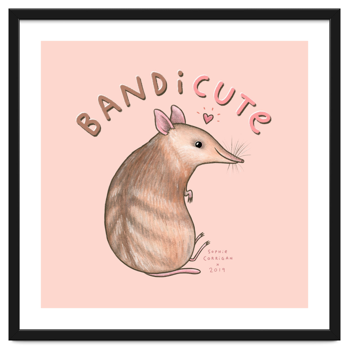 Bandicute