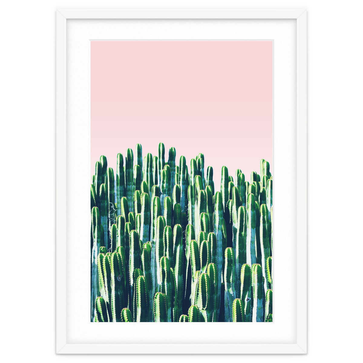 Cactus & Sunset II