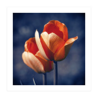 Tulips Flowers (Print Only)