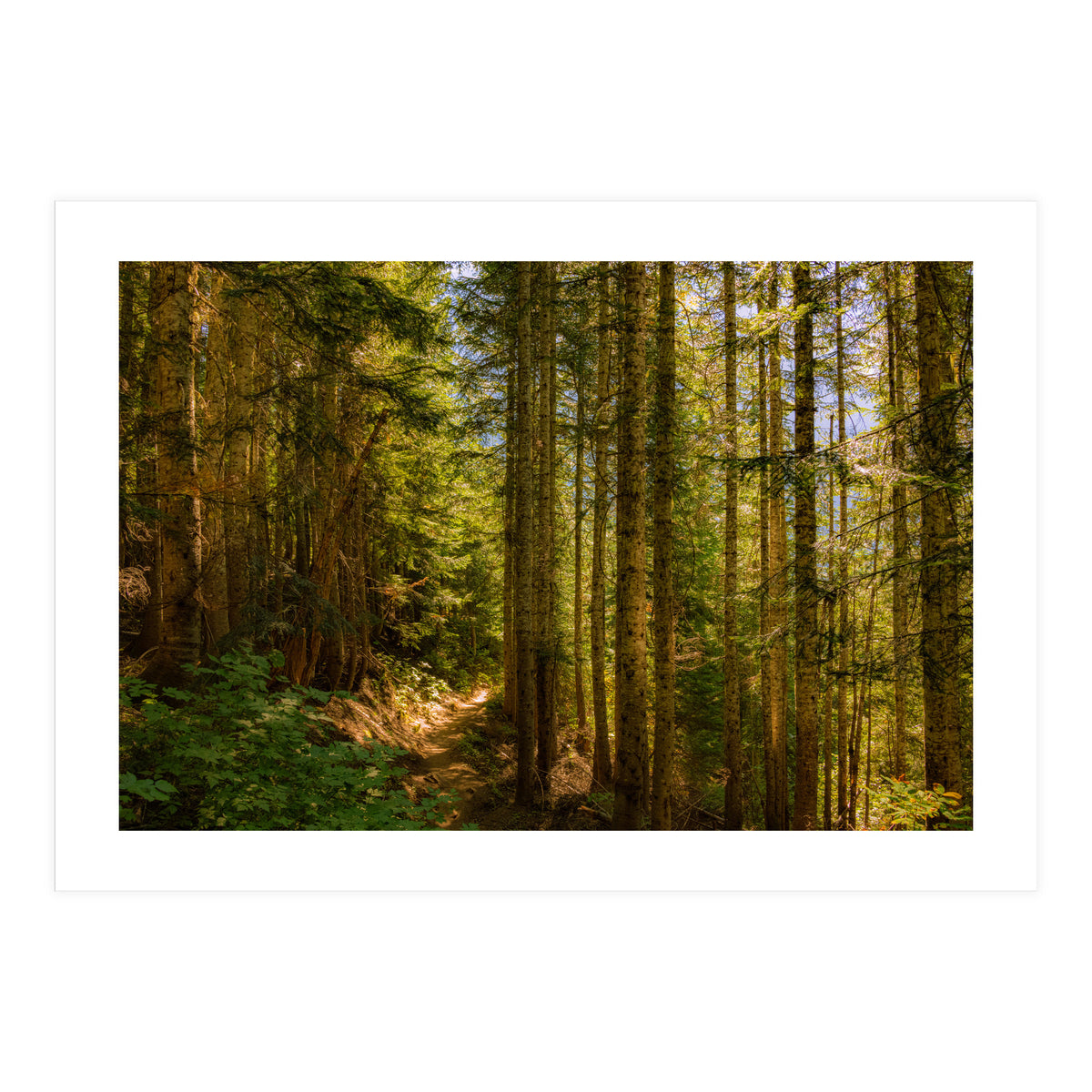 Cascade Trail (Print Only)