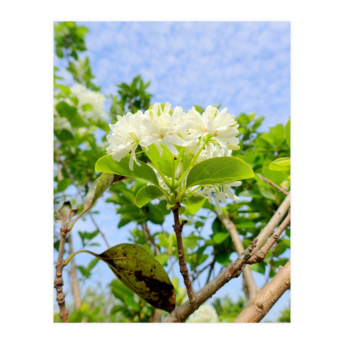 Glowing  (Print Only)