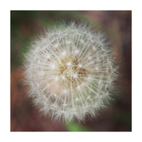 dandelion clock (Print Only)