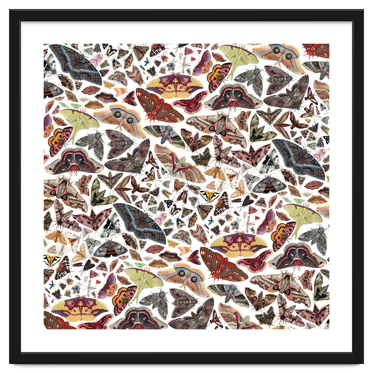 Moths of North America Pattern