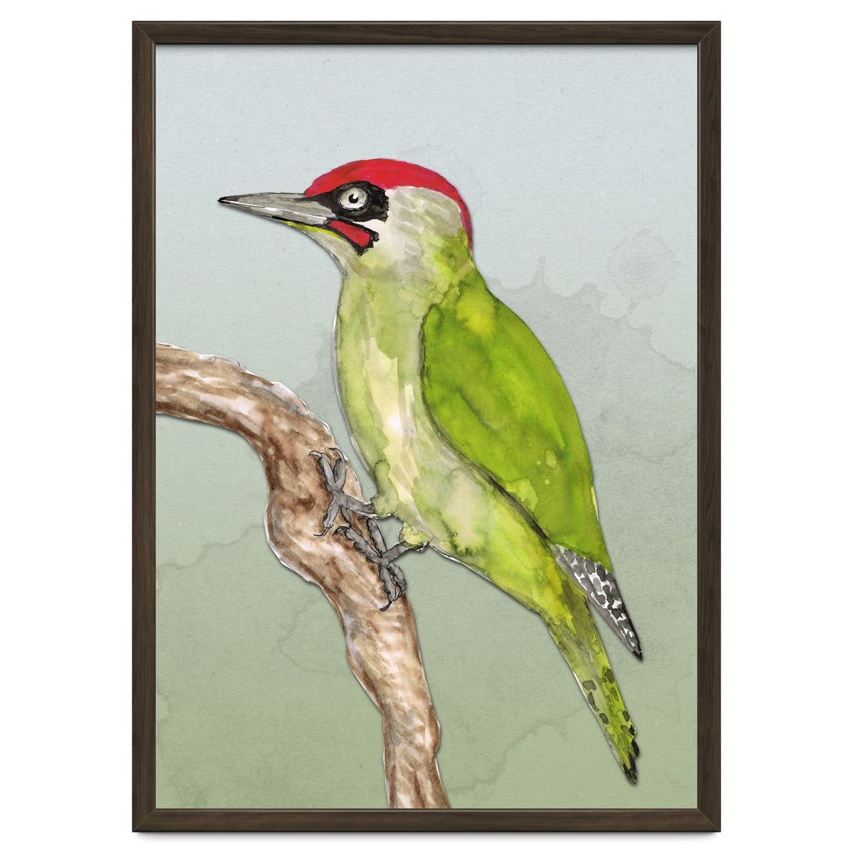 Green woodpecker