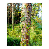 Vine (Print Only) thumbnail