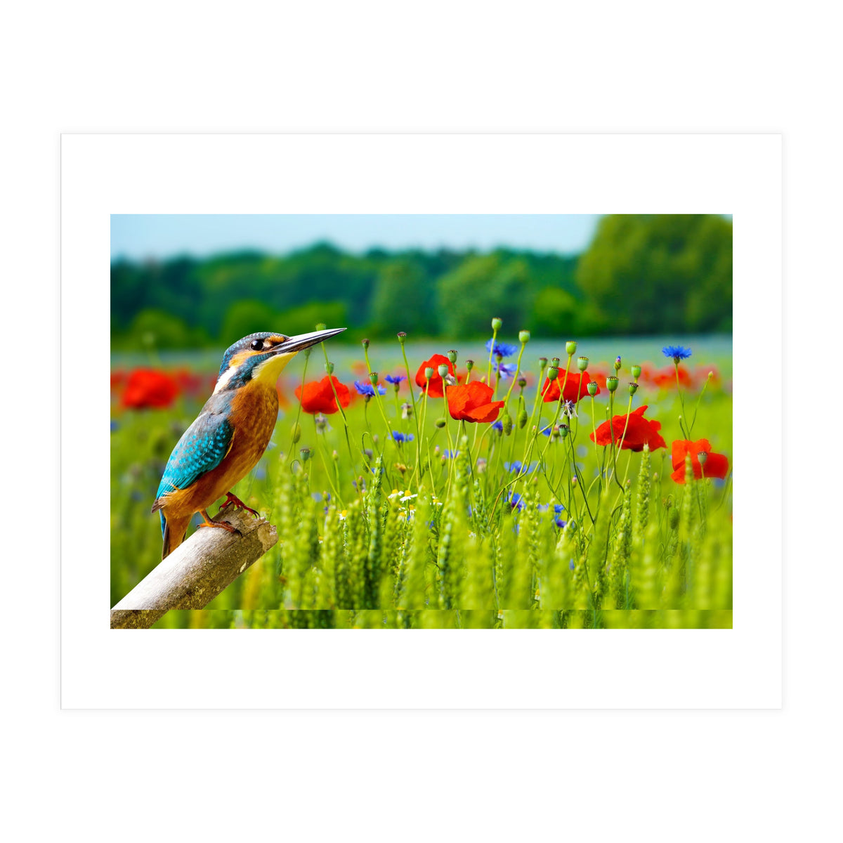 Bird and flower (Print Only)