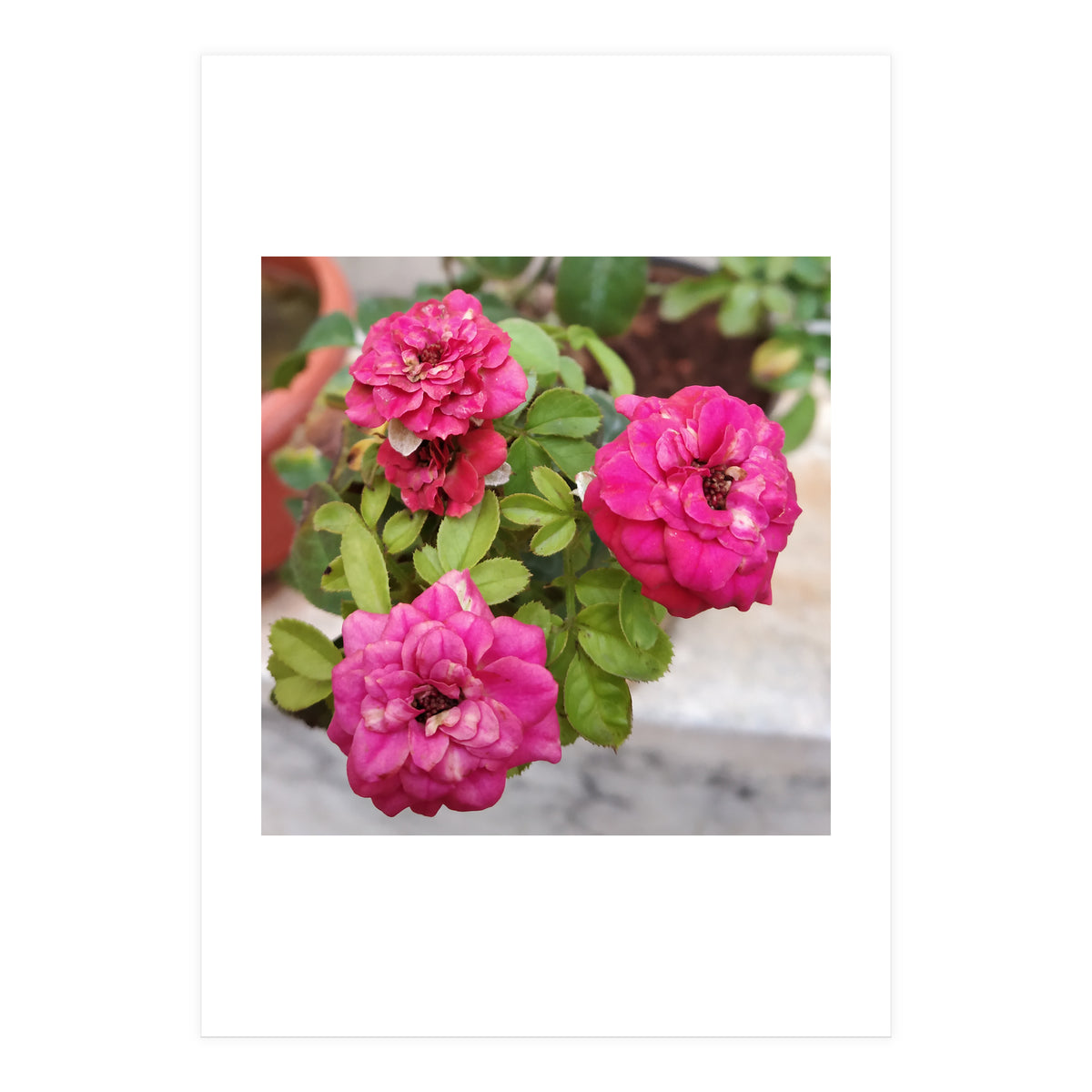 Blooming Roses (Print Only)