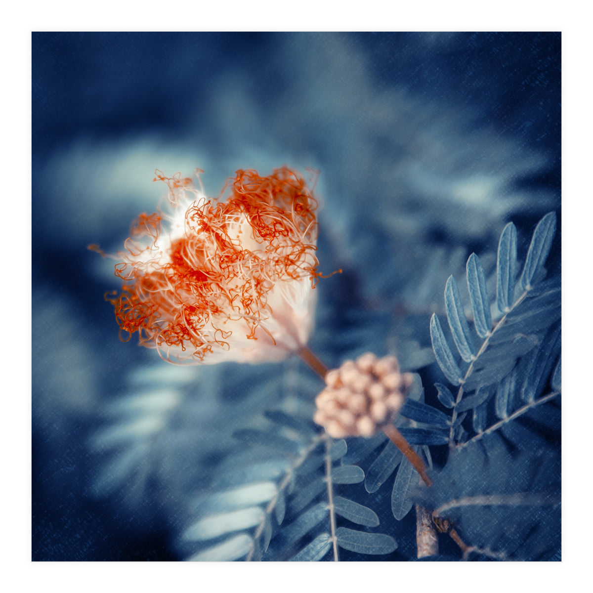 Acacia Flower (Print Only)