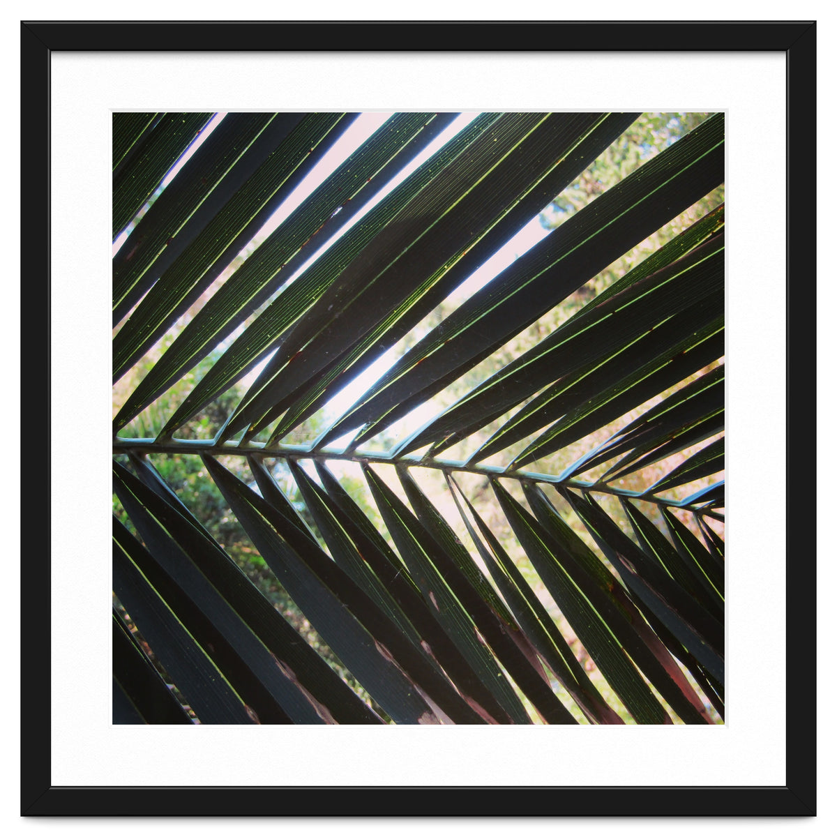 Palm leaf