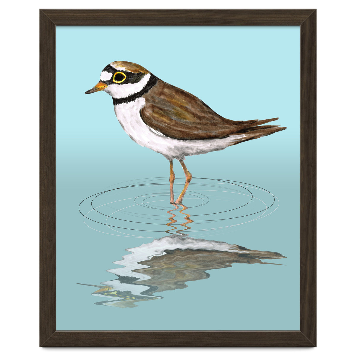 Little ringed  plover