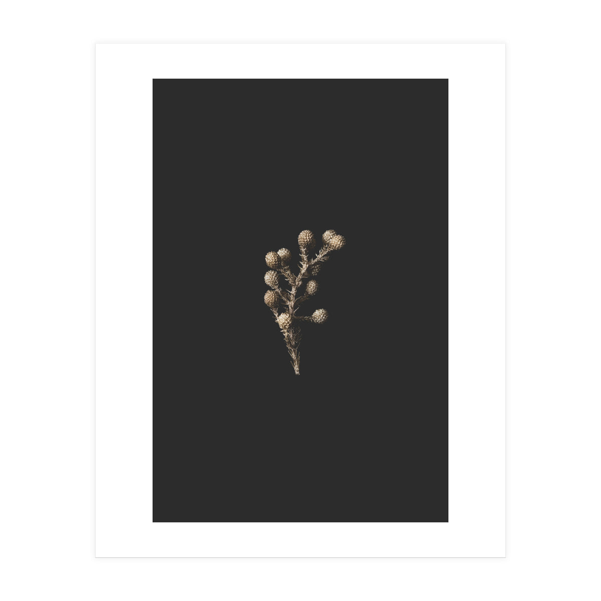 Gold Drops Botanicals (Print Only)
