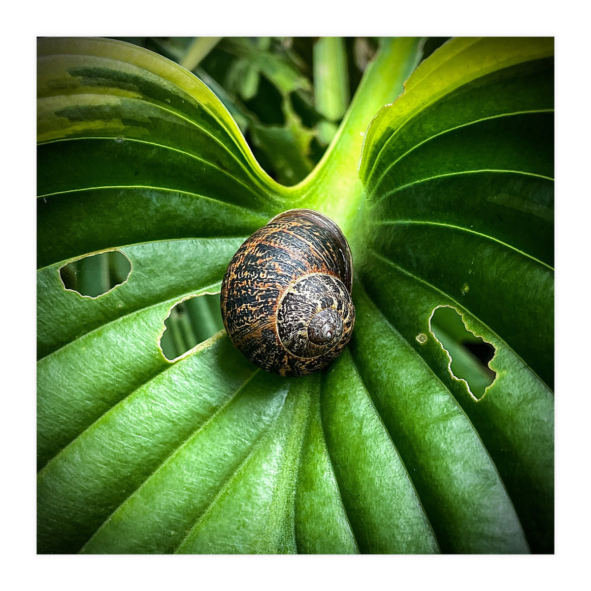 Snail on a hosta leaf (Print Only)