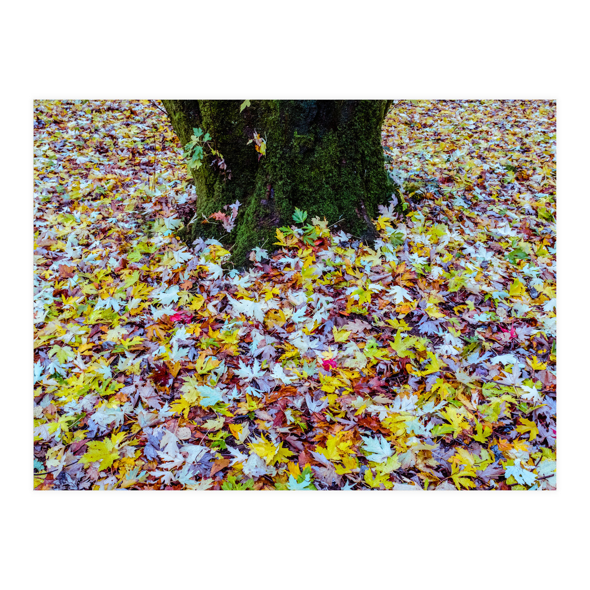Autumn Leaves (Print Only)
