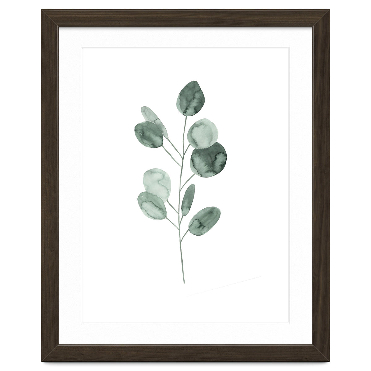 Botanical Illustration Eukalyptus2