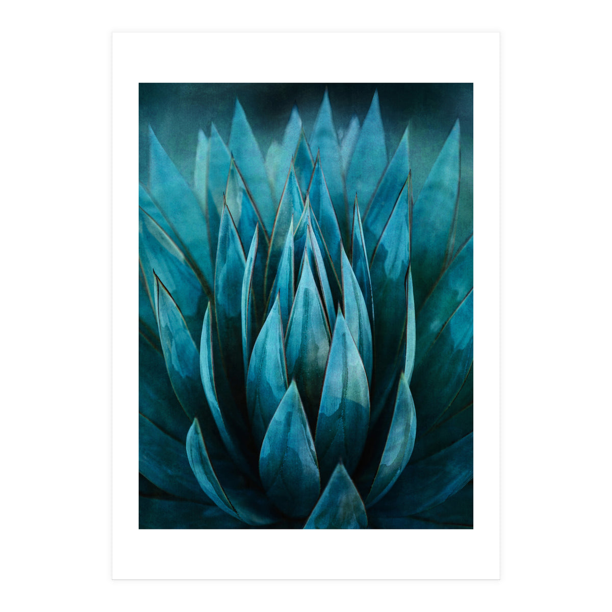 Blue Succulent (Print Only)
