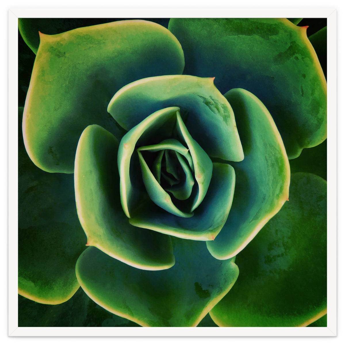 DARKSIDE OF SUCCULENTS XIII
