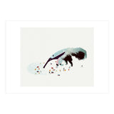 Anteater (Print Only) thumbnail