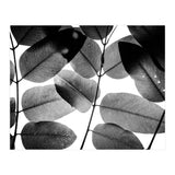 Experiments with Leaves II (Print Only) thumbnail