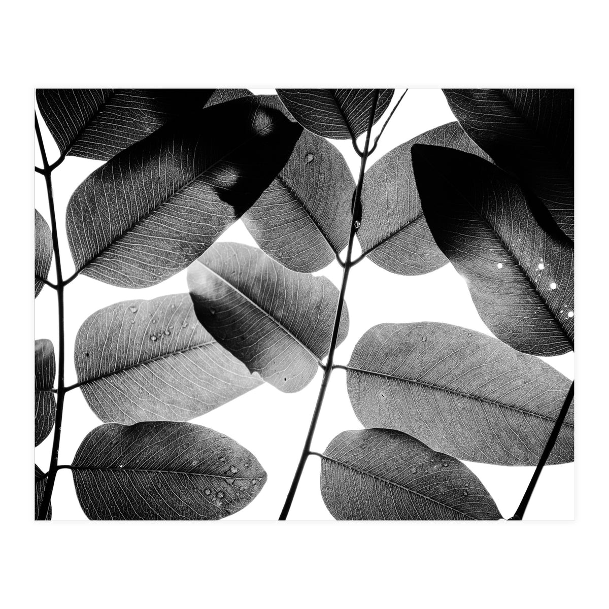 Experiments with Leaves II (Print Only)