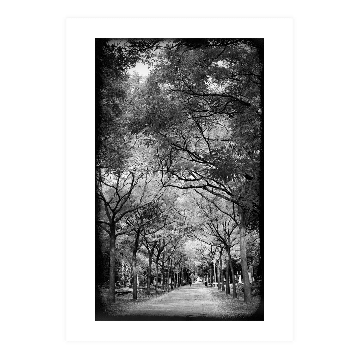 Cemetery alley (Print Only)
