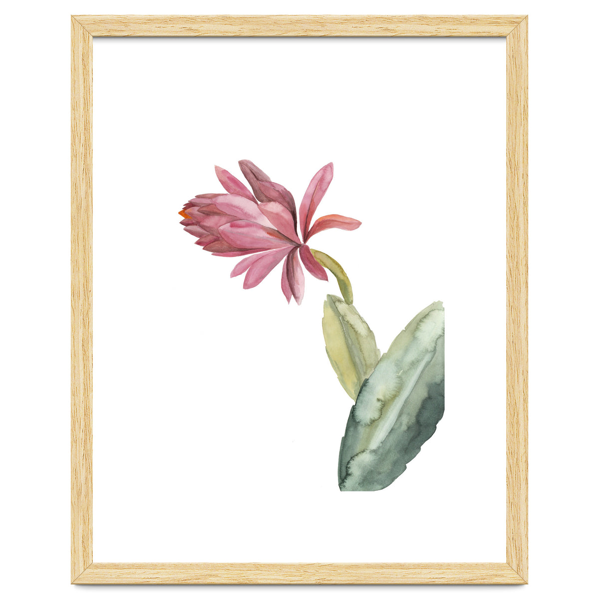 Botanical Illustration Pink Cactus Flower