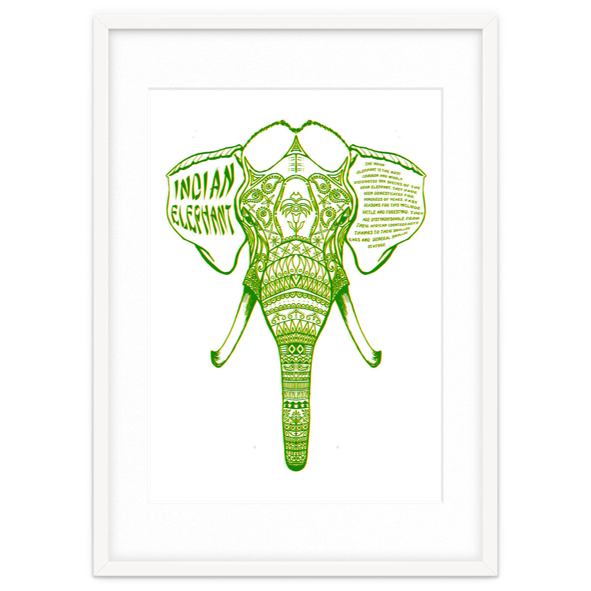 Indian Elephant