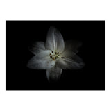 Backyard Flowers No 28 Color Version (Print Only) thumbnail