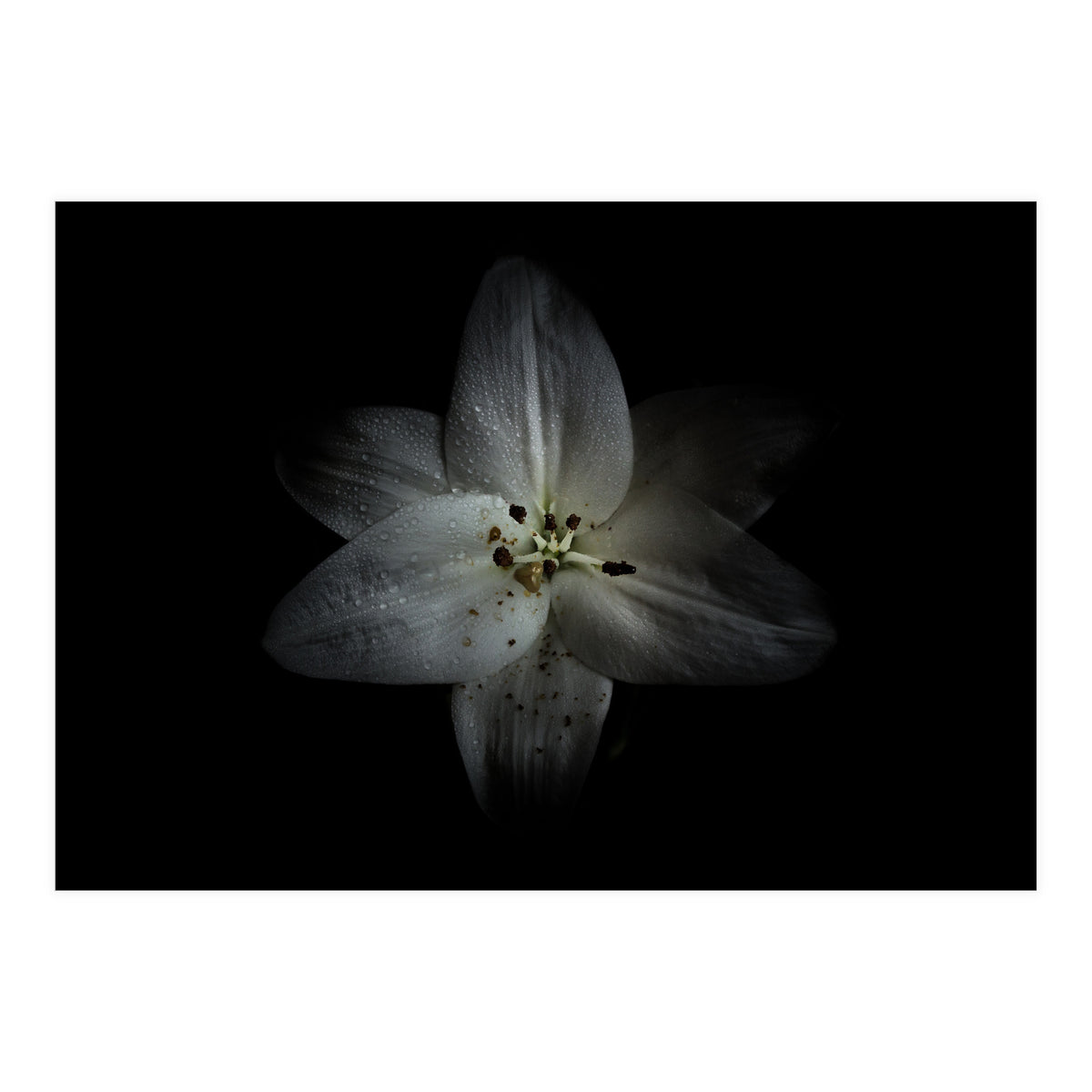 Backyard Flowers No 28 Color Version (Print Only)