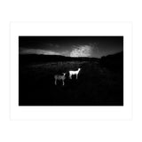 black and white (Print Only) thumbnail