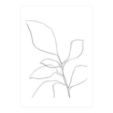 Six Leaf Plant (Print Only) thumbnail