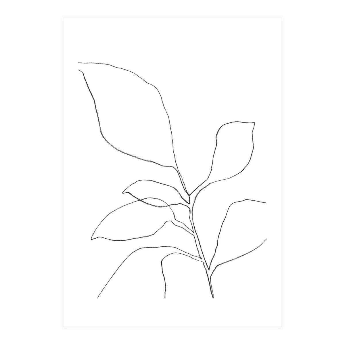 Six Leaf Plant (Print Only)