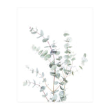 Eucalyptus Branch (Print Only) thumbnail