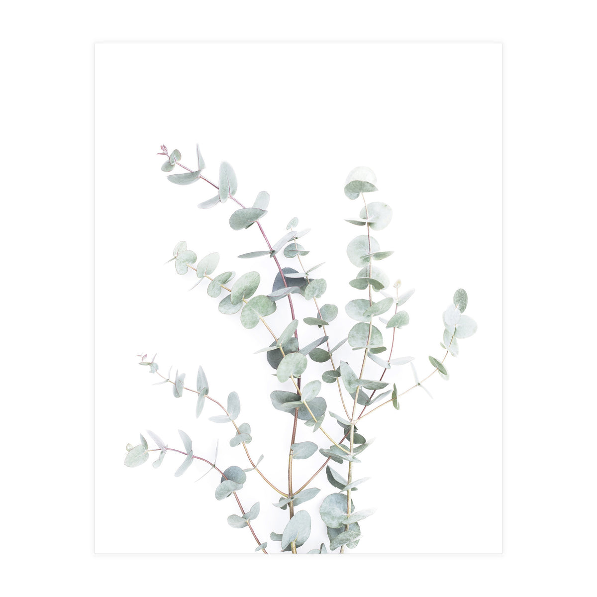 Eucalyptus Branch (Print Only)