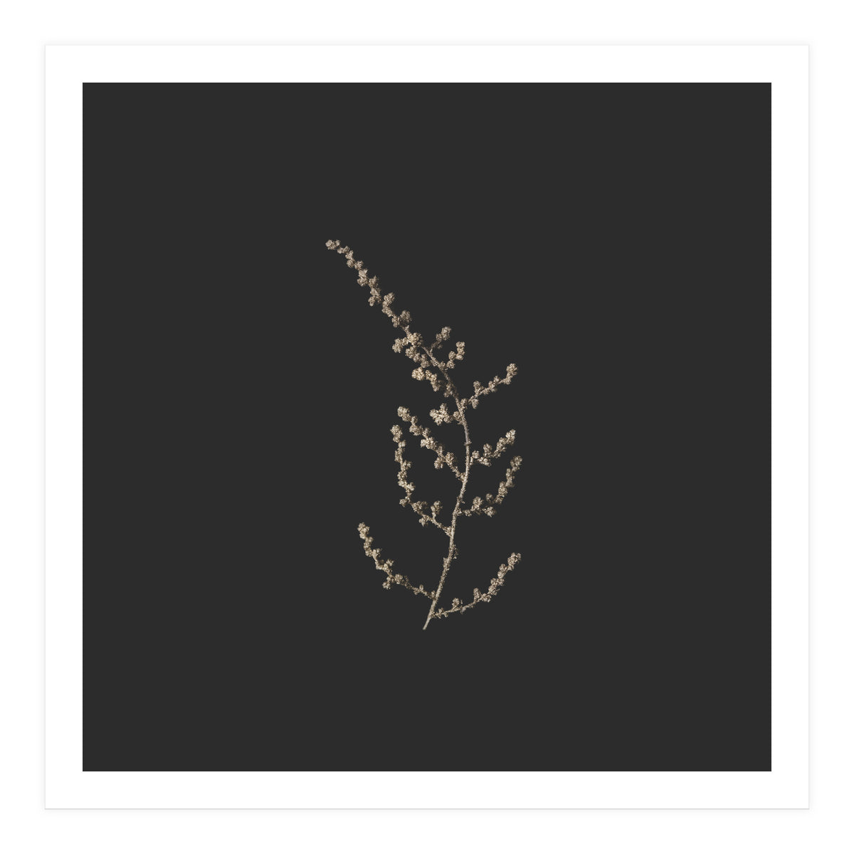 Delicate Golden Fynbos Botanicals on Black - Square (Print Only)
