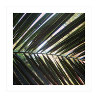 Palm leaf (Print Only)