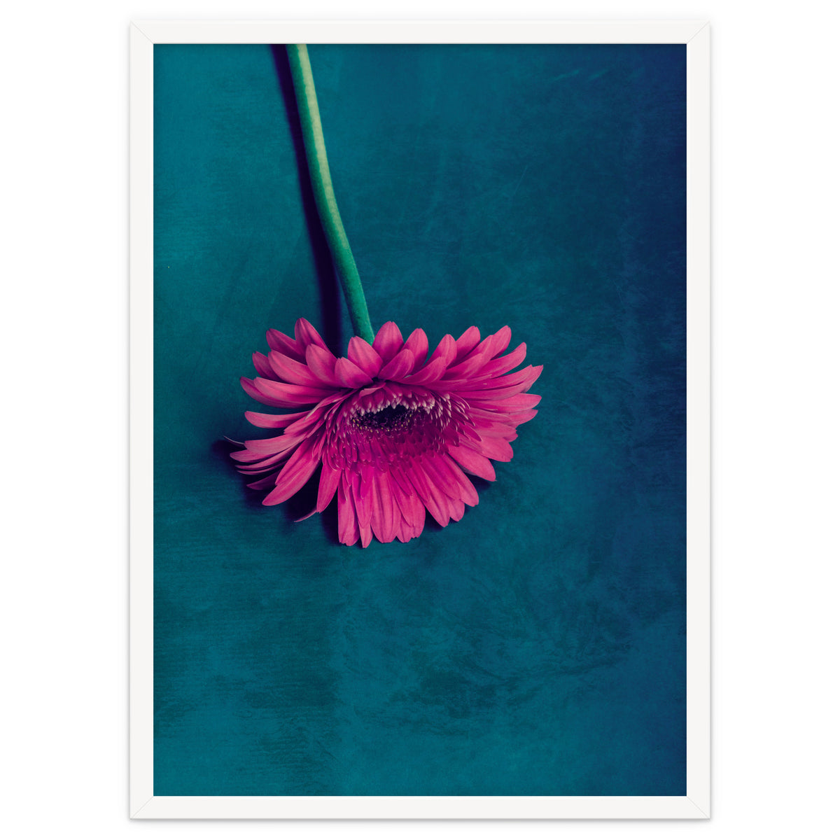 Gerbera for love