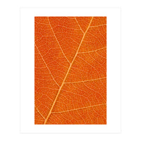 Autumn Leaf (Print Only)