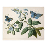 Butterflies Vintage Illustration (Print Only) thumbnail
