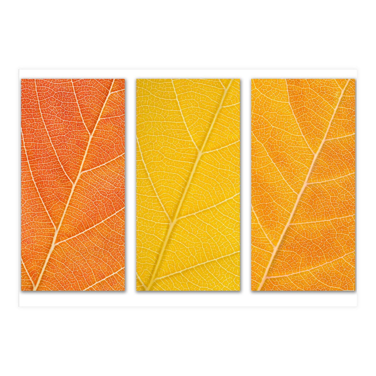 Autumn Leaves (Print Only)