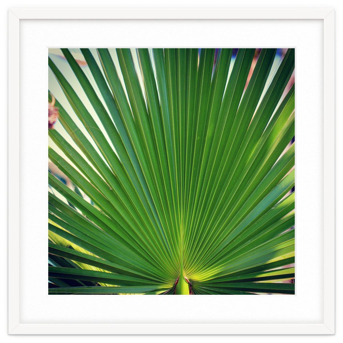 palm leaf
