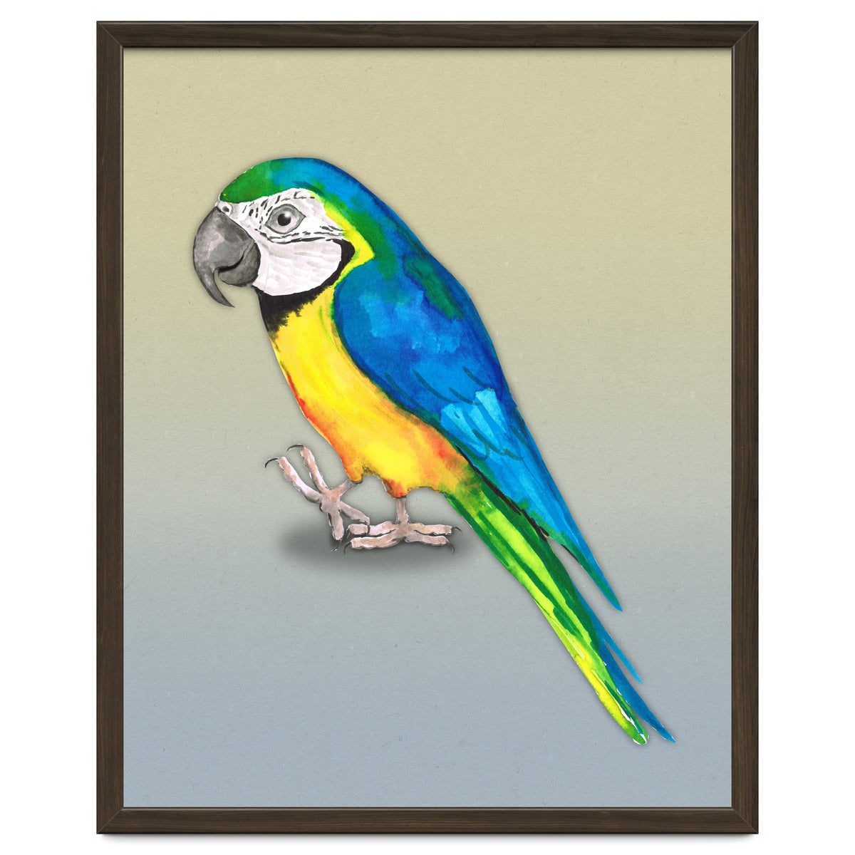 Blue and yellow macaw