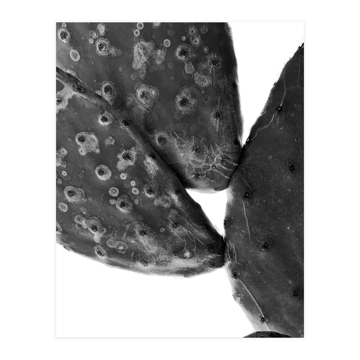 Black Cactus (Print Only)