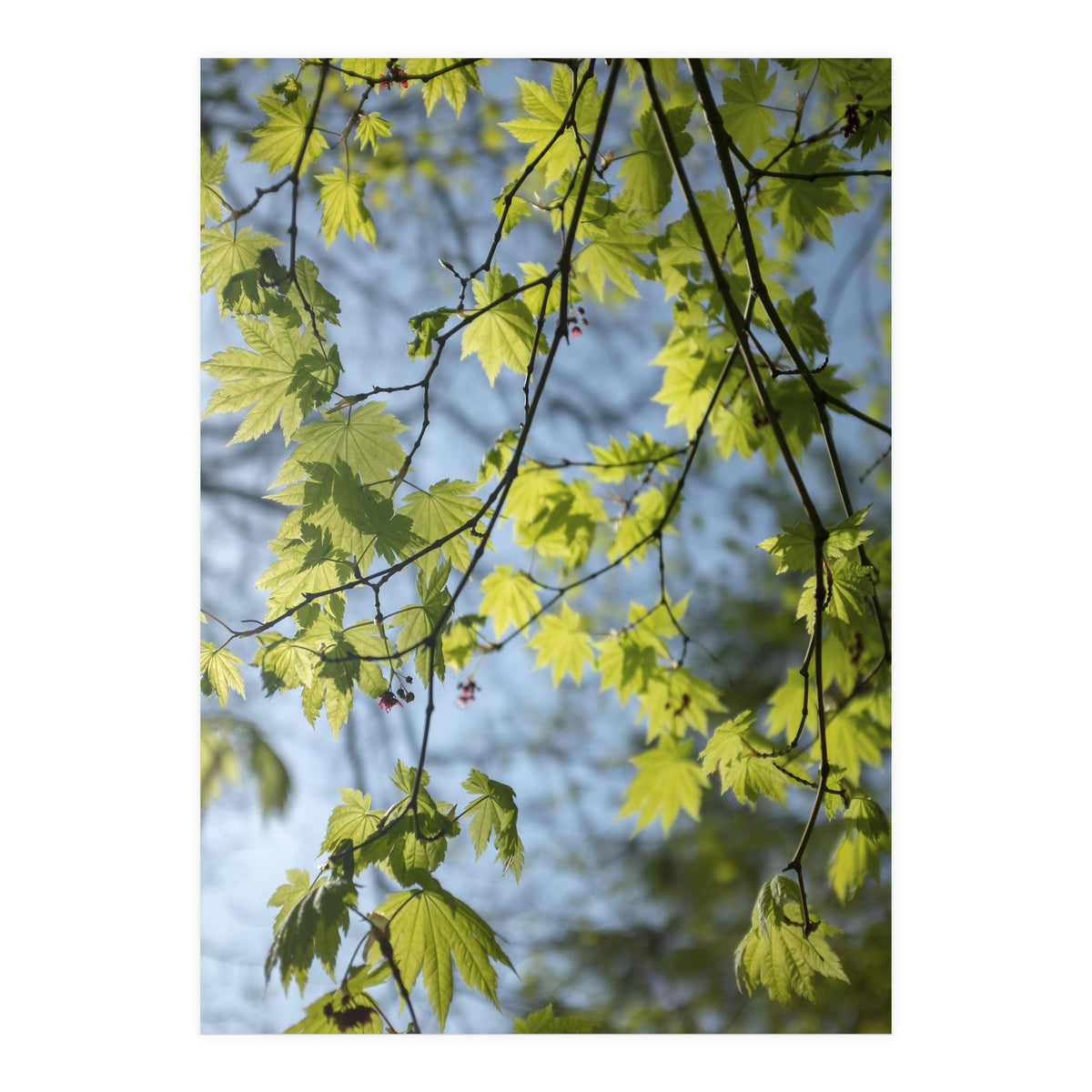 Wellbeing (Print Only)