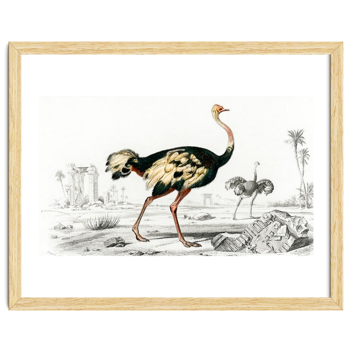 Struthio illustrated